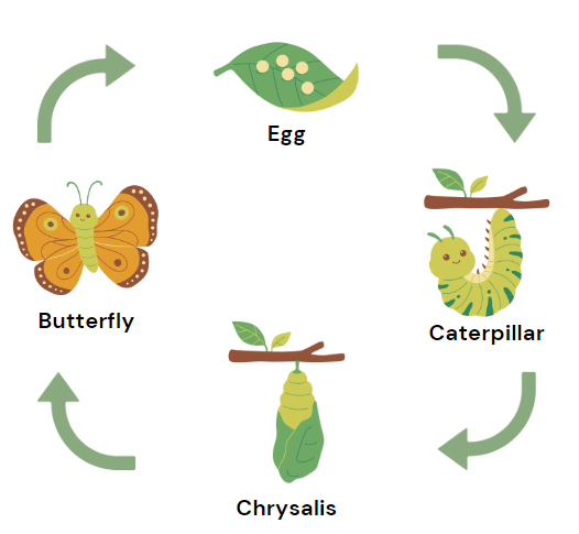 Reproduction in Animals - 1 Class 4 Worksheet Science