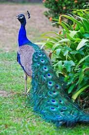 Birds: Food and More Class 3 Notes Science