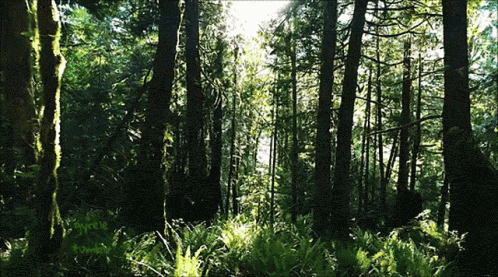 Forest