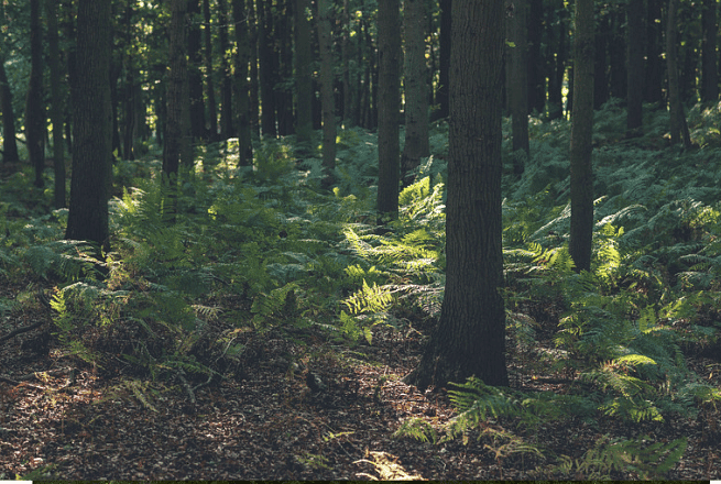 Forest and Wildlife Class 4 Notes SST