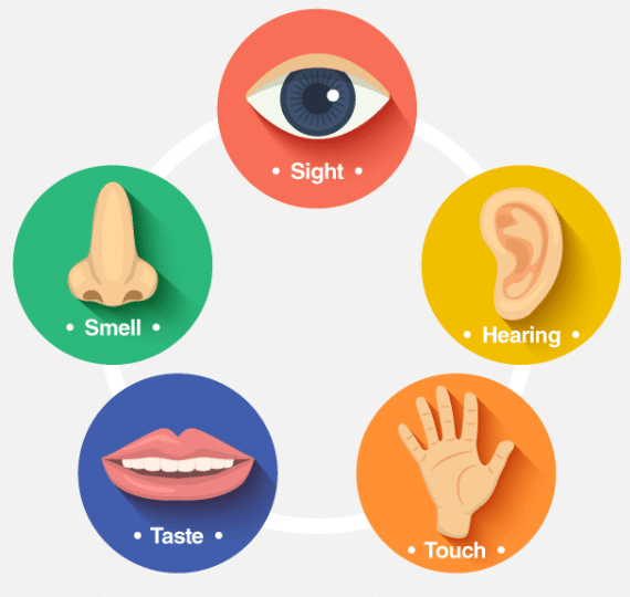 Sense Organs - 2 Class 1 Worksheet EVS
