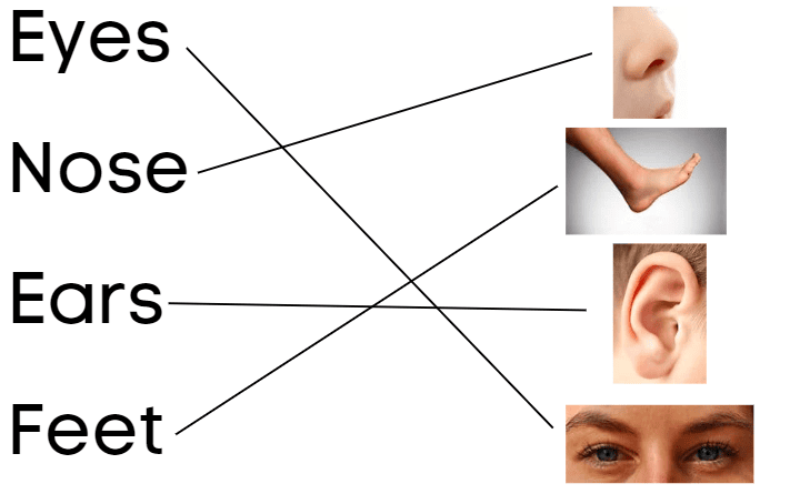Worksheet Solutions: All About Me | EVS for UKG