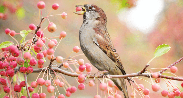 Birds: Food and More Class 3 Notes Science