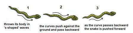 Textbook Solutions: Body Movements | Eureka Plus Class 6: Book Solutions, Notes & Worksheets
