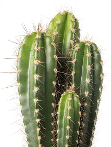 Class 6 Science Chapter 6 Question Answers - The Living Organisms - Characteristics and Habitats