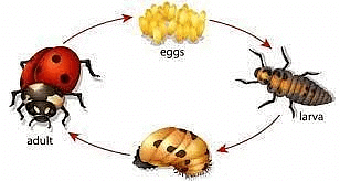 Reproduction in Animals - 1 Class 4 Worksheet Science