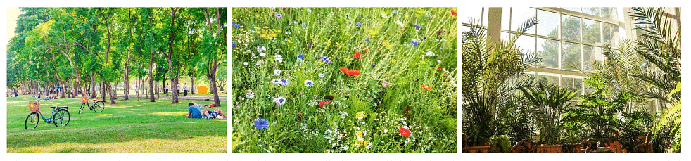 Plants at the park, in the garden,  and on your windows 