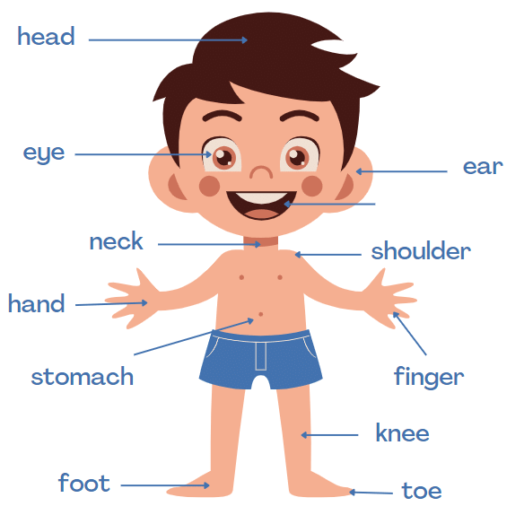 Our Body Class 1 Notes EVS
