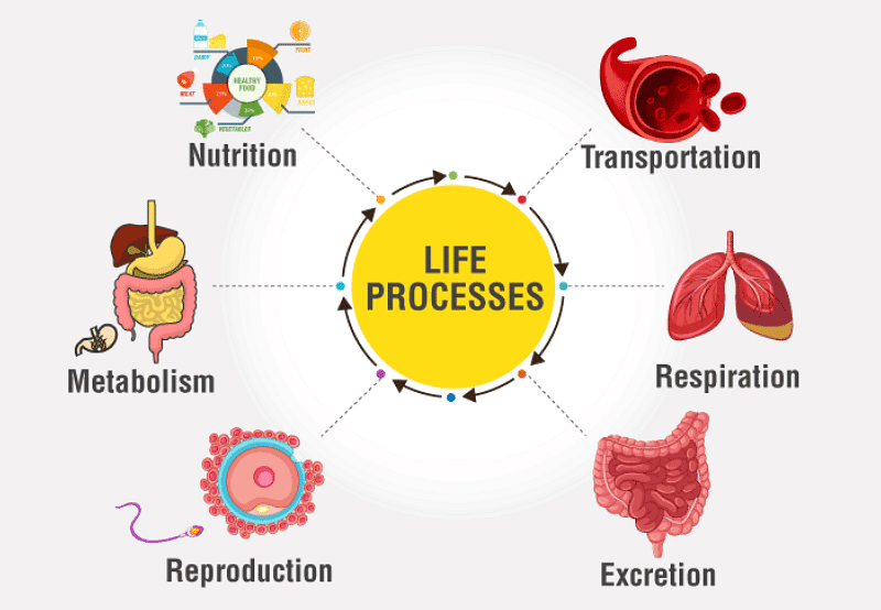 Important Definitions : Life Processes | Science Class 10