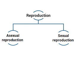 Olympiad Notes: How do Organisms Reproduce? | Science Class 10