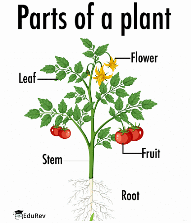 Plants Around Us Class 1 Notes Science