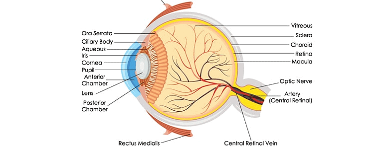 Overview: The Human Eye & the Colorful World | Science Class 10