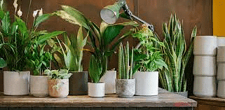 Plants Around Us - 2 Class 1 Worksheet Science
