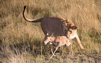 Prey- Deer & predator-Lion