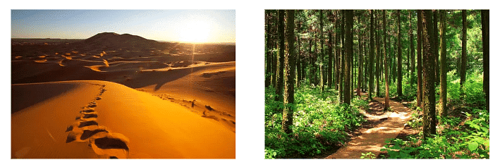 Desert and forest