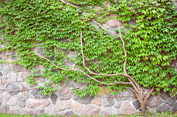 Climber