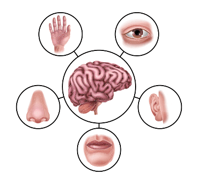 Our Body - CBSE Worksheets- 1 Solutions