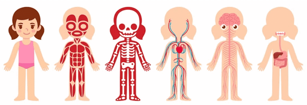 Bones, Muscles and Postures - 2 Class 2 Worksheet Science