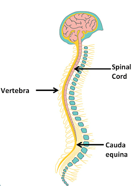 Human Spinal Chord