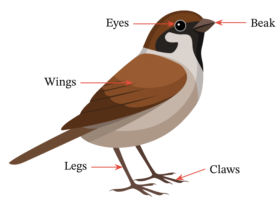 Birds: Food and More Class 3 Notes Science