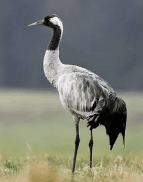 Birds: Food and More Class 3 Notes Science