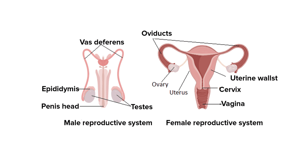 Overview: How do Organisms Reproduce? - 2 | Basic Science for JSS 3