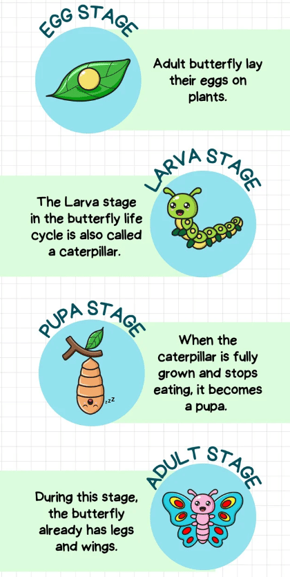 Quick Revision: Life Cycle of Butterfly