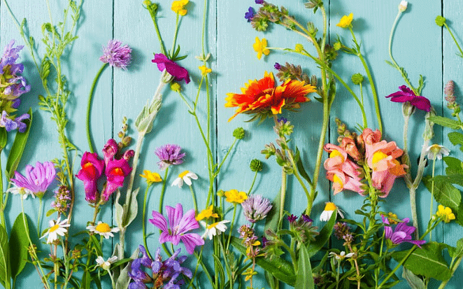The Valley of Flowers - 1 Class 4 Worksheet EVS Chapter 11