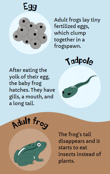 Quick Revision: Life Cycle of Frog
