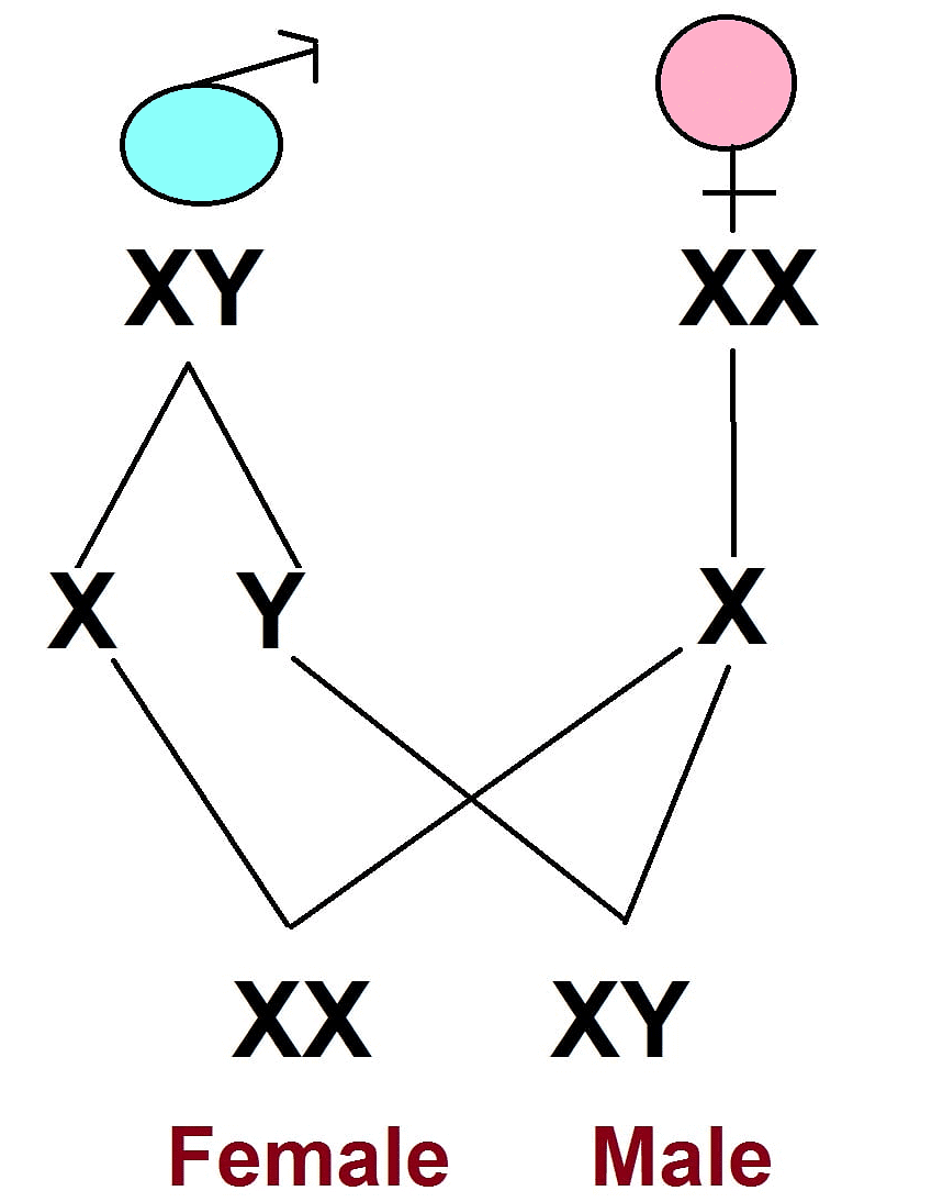 Important Equations and Definitions: Heredity | Science Class 10