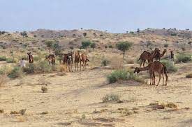 Raika camels grazing on the Thar desert in western Rajasthan. 
