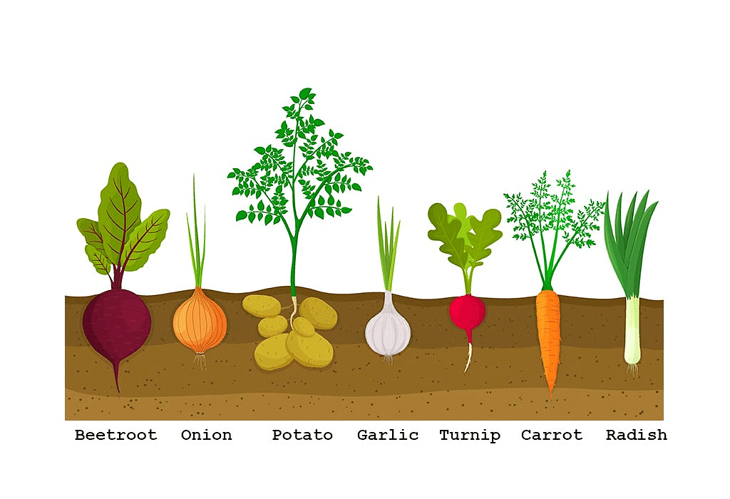 Food from Plants - 2 Class 1 Worksheet Science