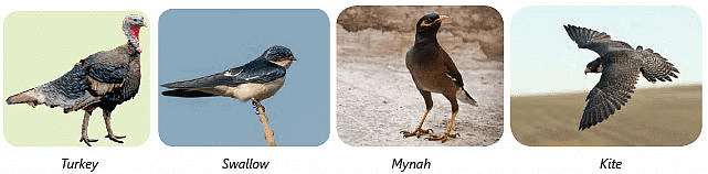 Birds: Food and More Class 3 Notes Science