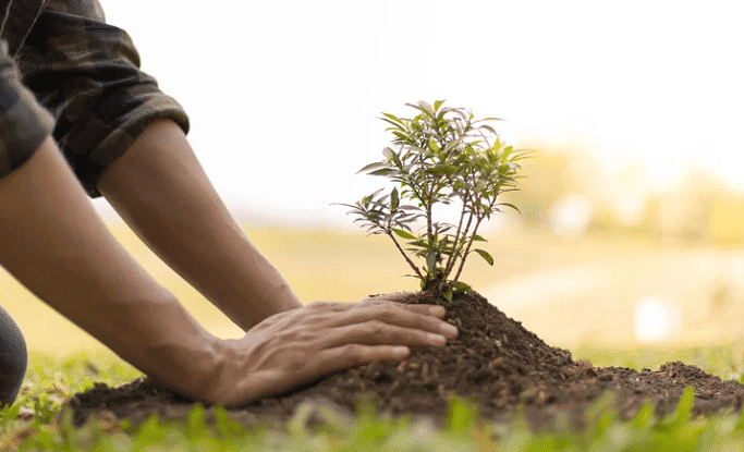 Planting Trees