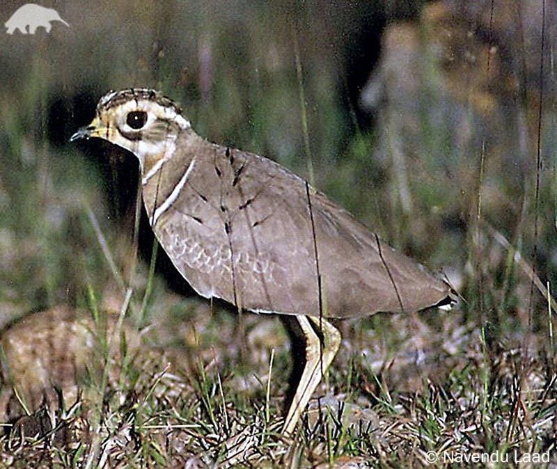 Jerdon`s Courser