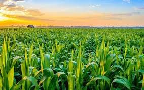 Horticulture of Telangana | Telangana State PSC (TSPSC): Preparation Course - TSPSC (Telangana)