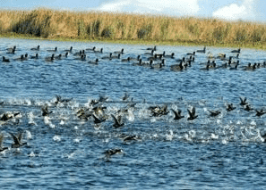 Wildlife of Punjab | Punjab State (PPSC) PSC: Preparation - PPSC PCS (Punjab)