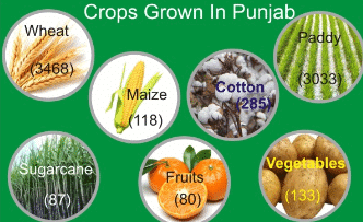 Agriculture and Irrigation in Punjab | Punjab State (PPSC) PSC: Preparation - PPSC PCS (Punjab)