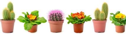 Horticulture of Telangana | Telangana State PSC (TSPSC): Preparation Course - TSPSC (Telangana)