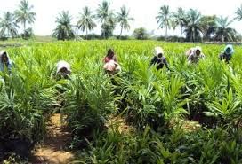 Horticulture of Telangana | Telangana State PSC (TSPSC): Preparation Course - TSPSC (Telangana)