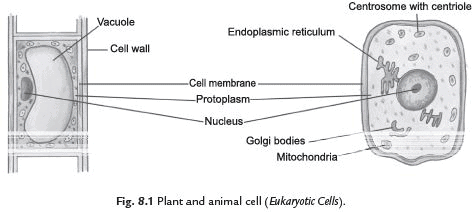 Cell: Structure and Functions Class 8 Notes Science
