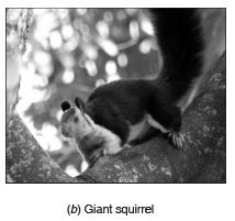 Short Answers - Conservation of Plants and Animals, Science, Class 8