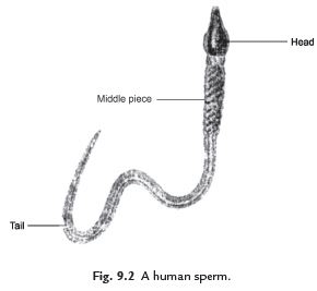 Points to Remember: Reproduction in Animals | Science Class 8