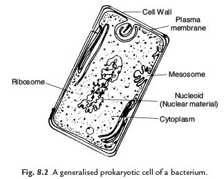 Cell: Structure and Functions Class 8 Notes Science
