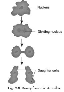 Points to Remember: Reproduction in Animals | Science Class 8