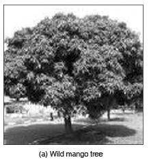 Short Answers - Conservation of Plants and Animals, Science, Class 8