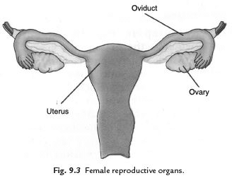 Points to Remember: Reproduction in Animals | Science Class 8