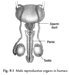 Points to Remember: Reproduction in Animals | Science Class 8