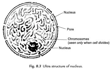 Cell: Structure and Functions Class 8 Notes Science