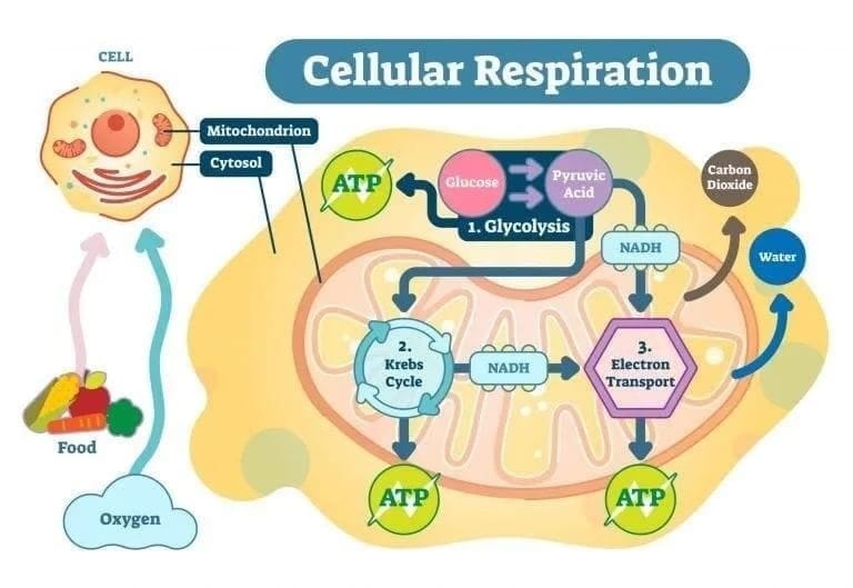 1.2 Where Does Respiration Occur?